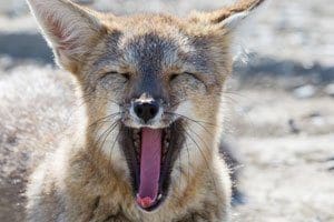 Faune de Patagonie, idée de destination lune de miel