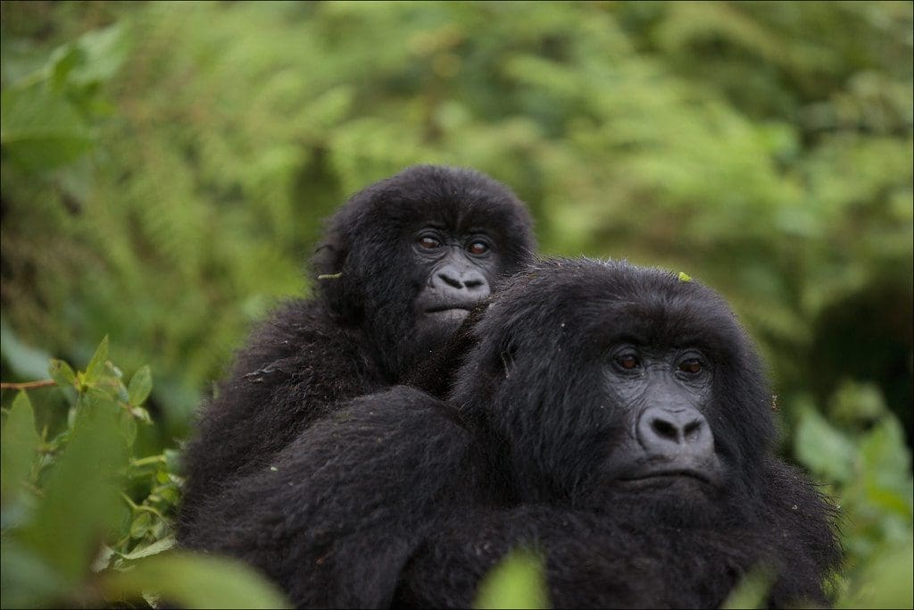 Gorilles observés en Ouganda