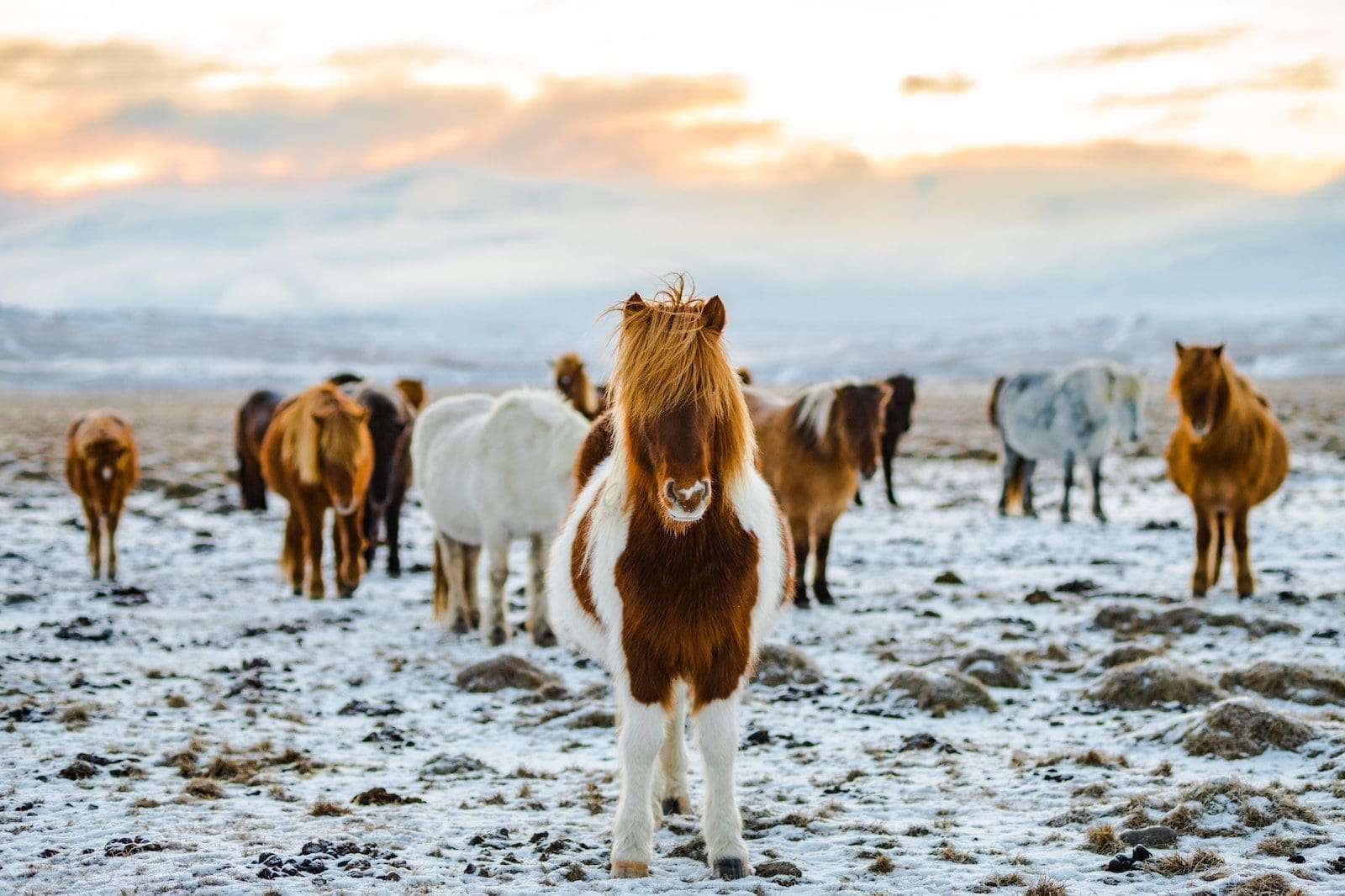 Paysage Islande