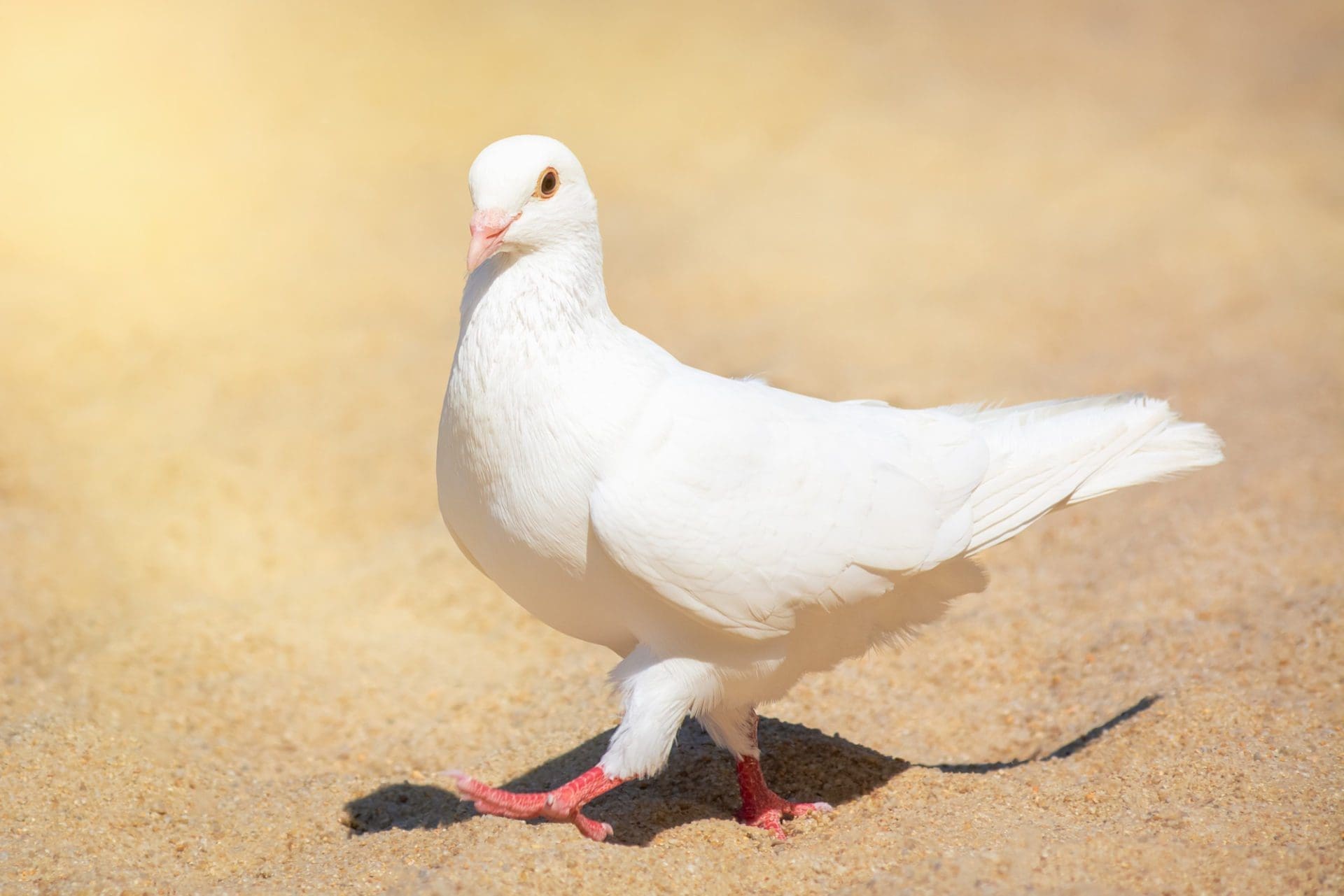 Organiser un lâcher de colombes à un mariage : des infos utiles pour vous