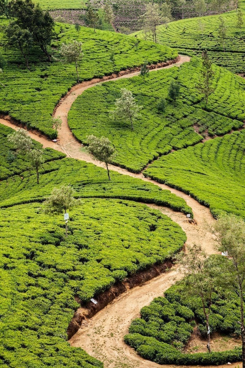 Nuwara Eliya :Sri Lanka