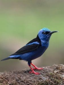 Photo d'un oiseau prise au Costa Rica