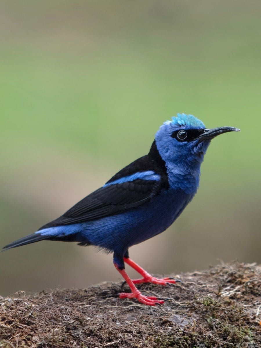 Photo d'un oiseau prise au Costa Rica