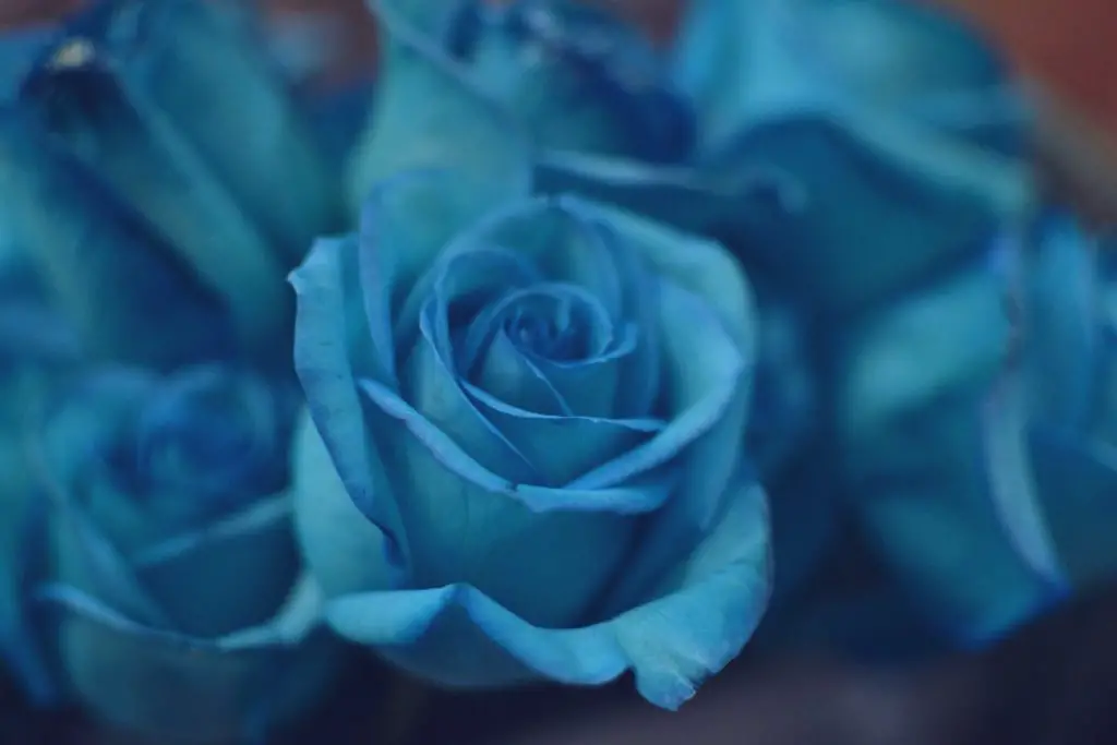 Roses bleues signification