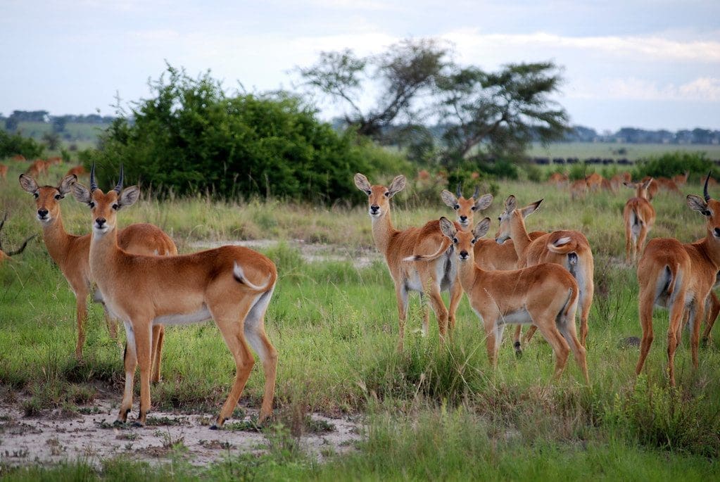 Rendez visite aux gazelles pendant votre voyage de noces en Ouganda